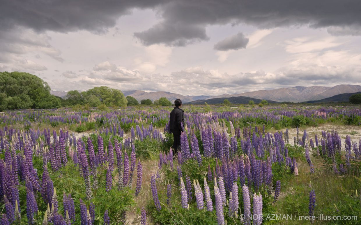 Azman in the lupin fields of New Zealand